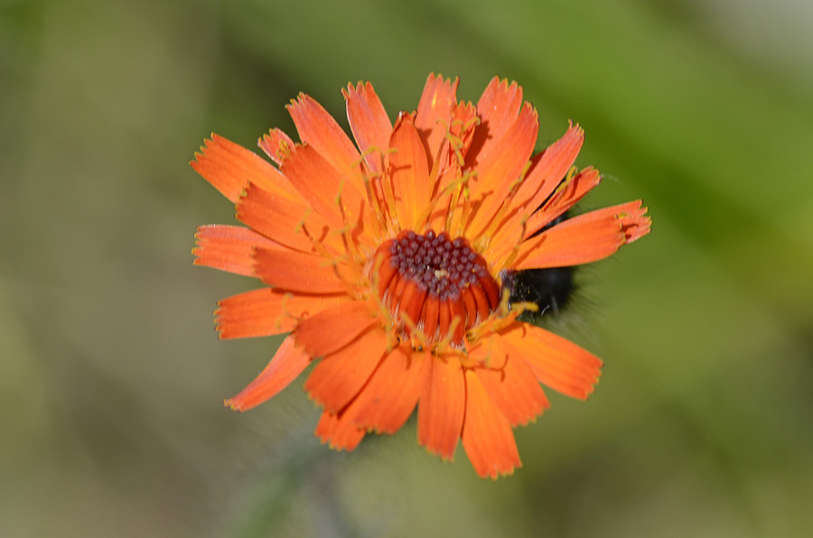 Pilosella aurantiaca / Pelosella aurea